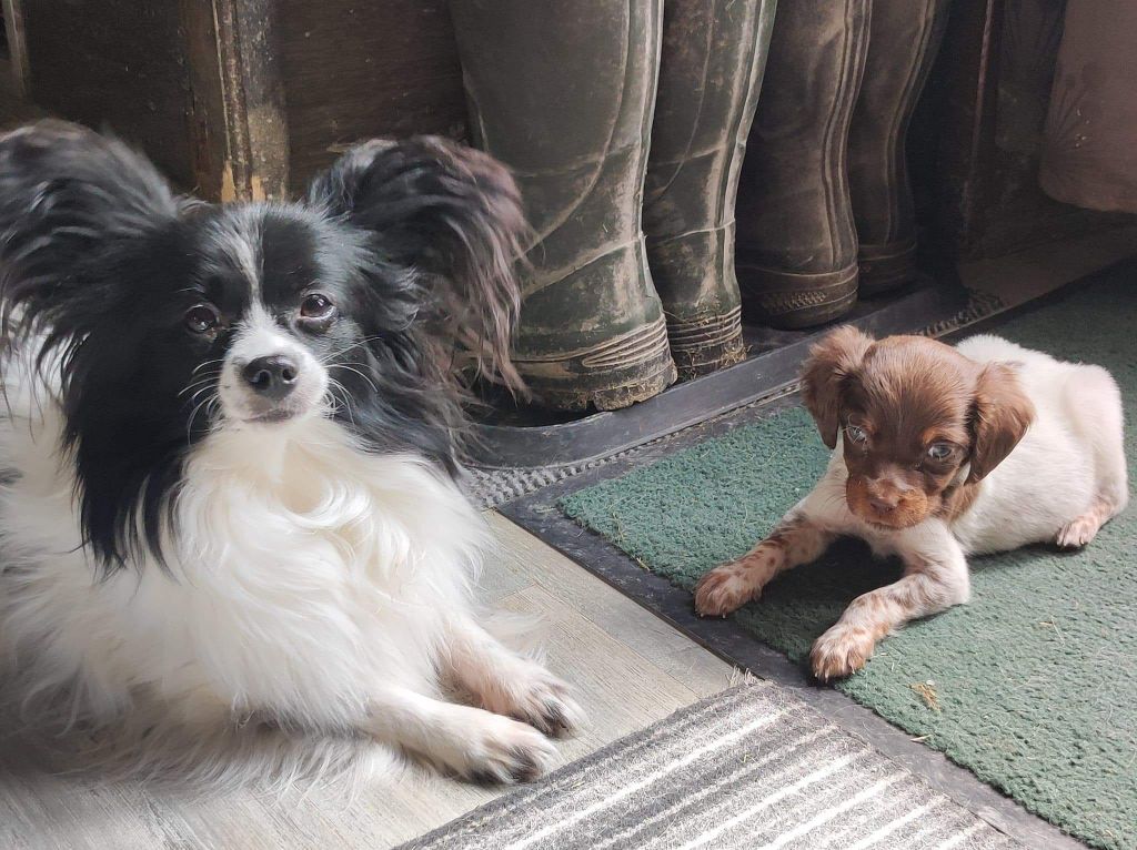 Toto De La Vallée De La Py