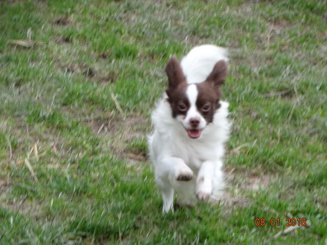 Mirabelle De La Vallée De La Py