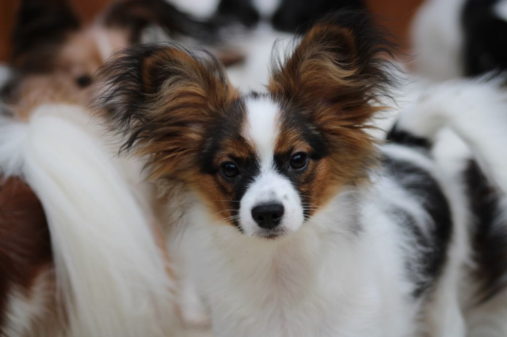 Ricky De La Vallée De La Py