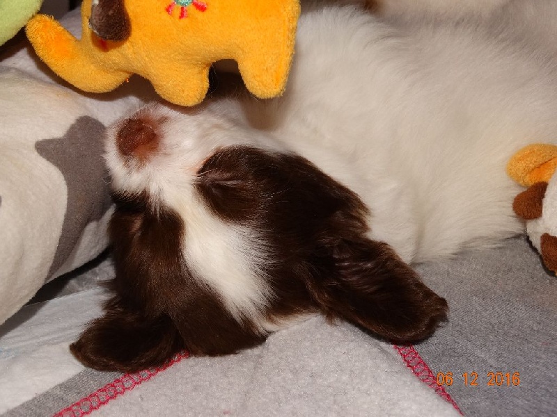 Mirabelle De La Vallée De La Py