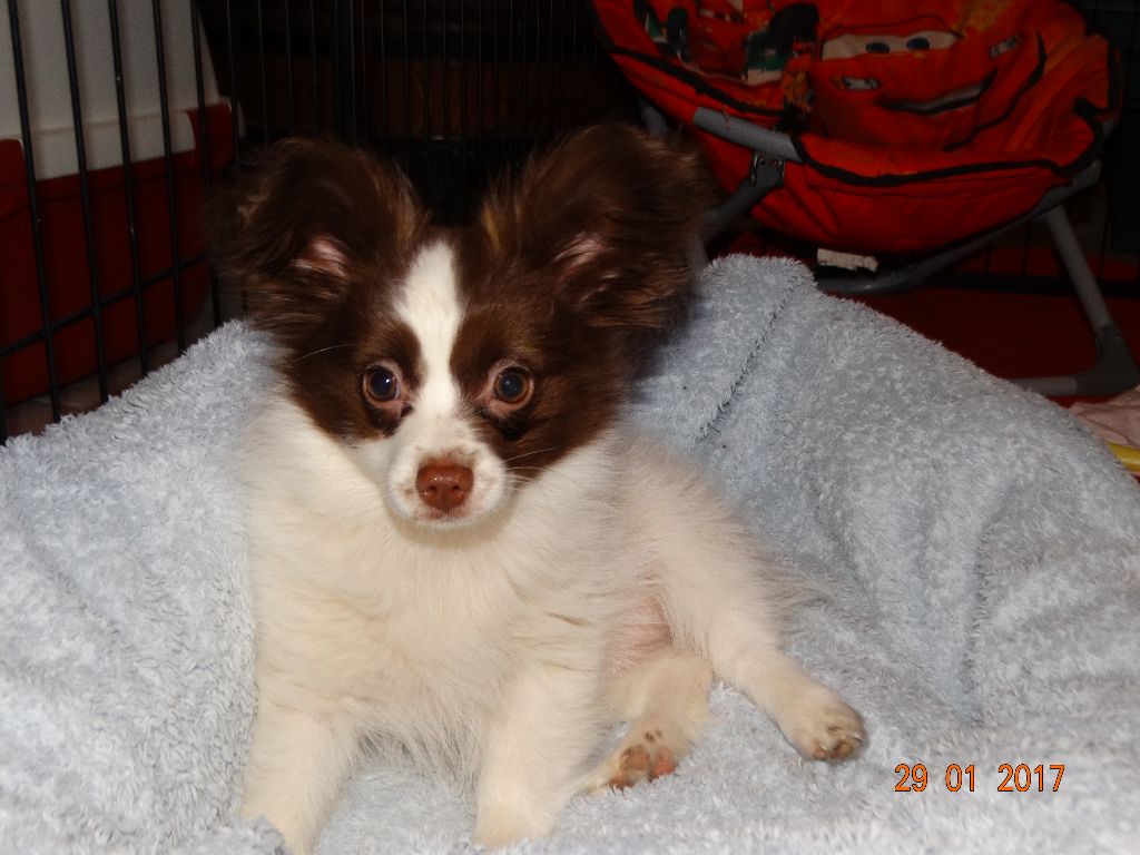 Mirabelle De La Vallée De La Py