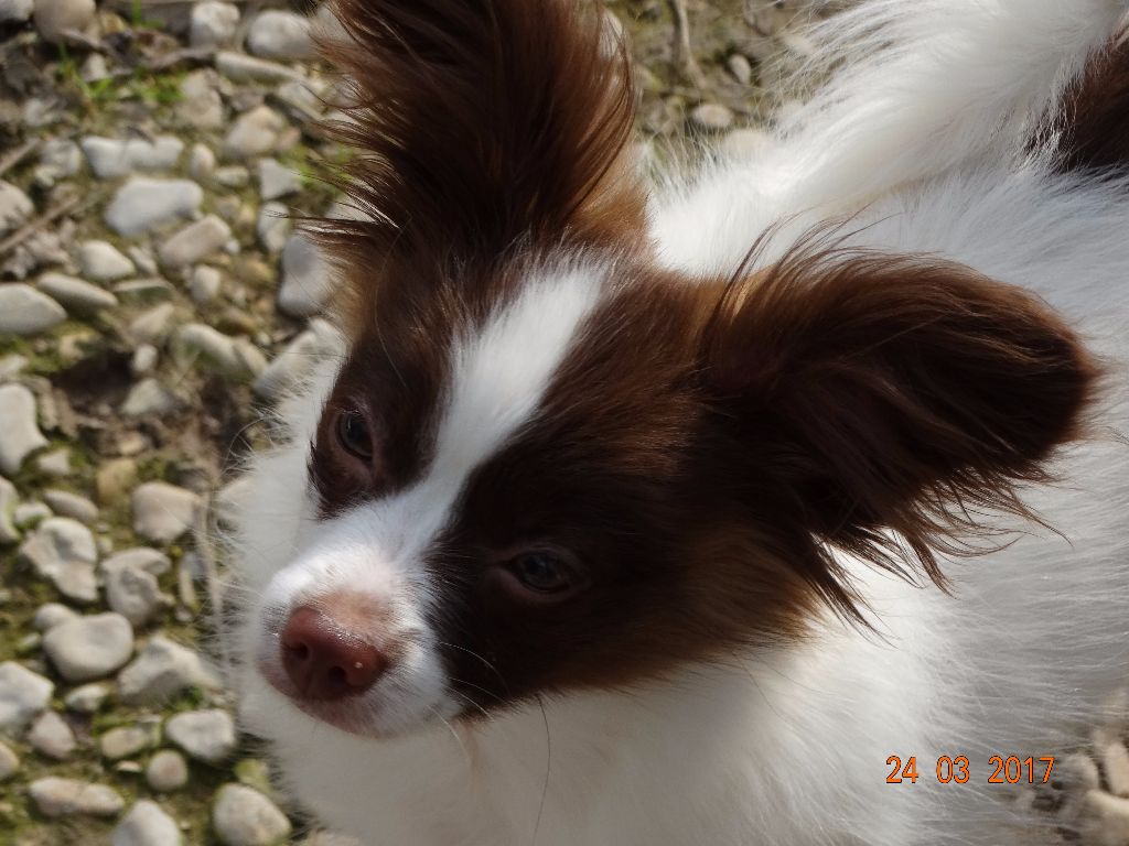 Mirabelle De La Vallée De La Py