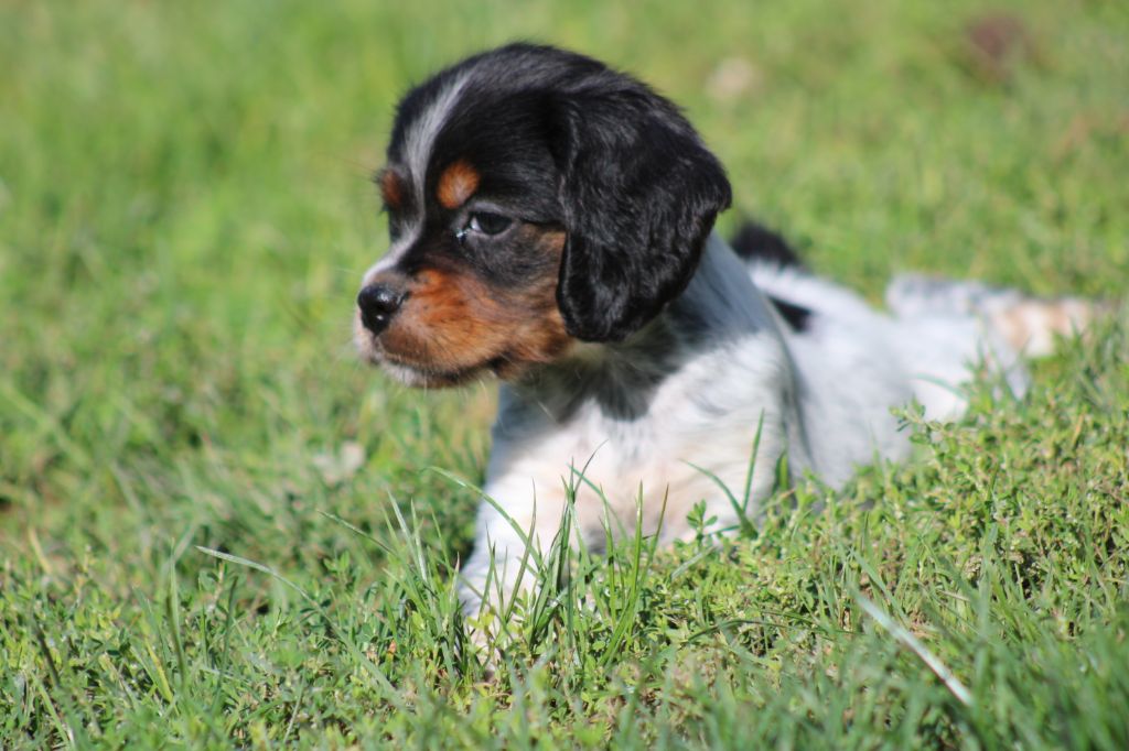 Publication : De La Vallée De La Py