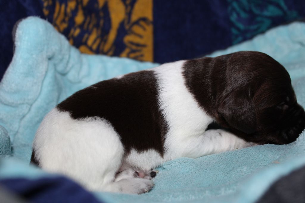 Alpha De La Vallée De La Py