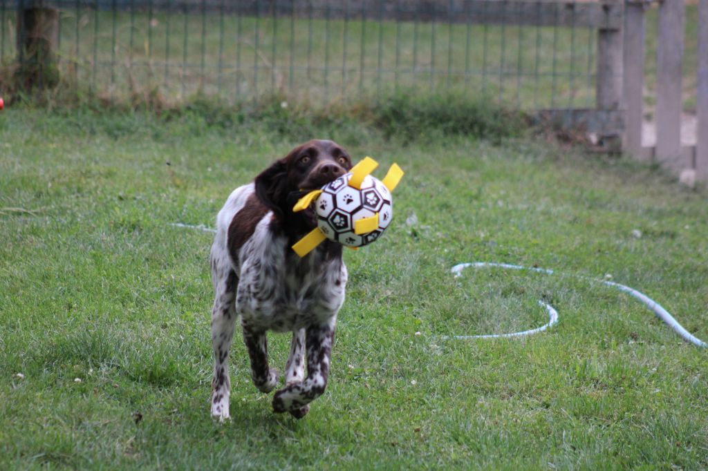 Violette De La Vallée De La Py