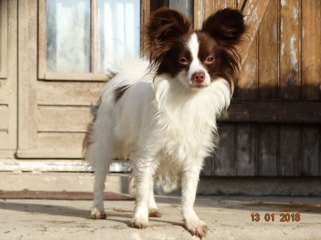 Mirabelle De La Vallée De La Py