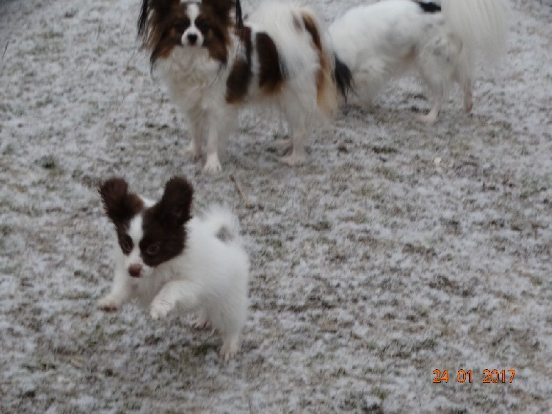 Mirabelle De La Vallée De La Py