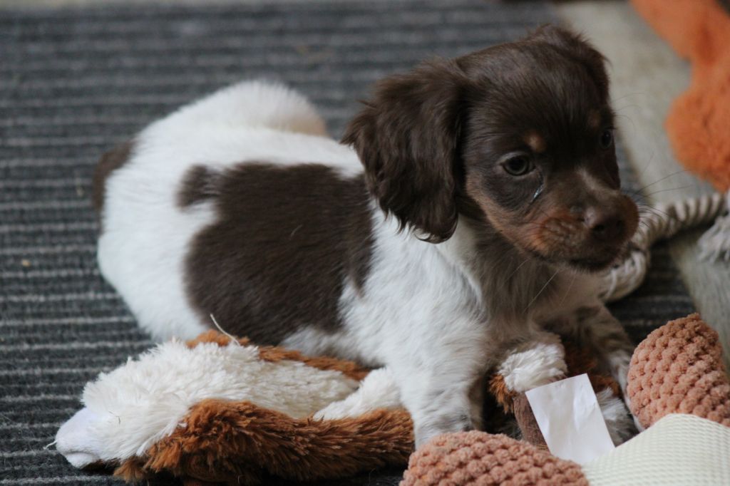 Toto De La Vallée De La Py