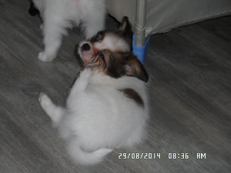 Jepp De La Vallée De La Py