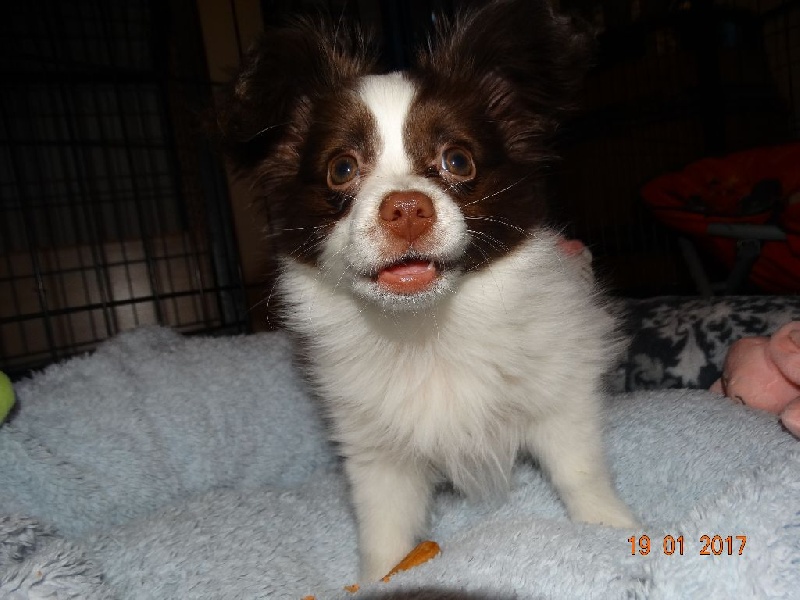 Mirabelle De La Vallée De La Py