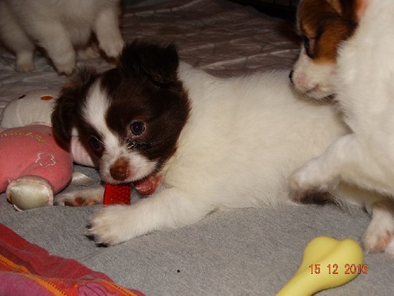 Mirabelle De La Vallée De La Py