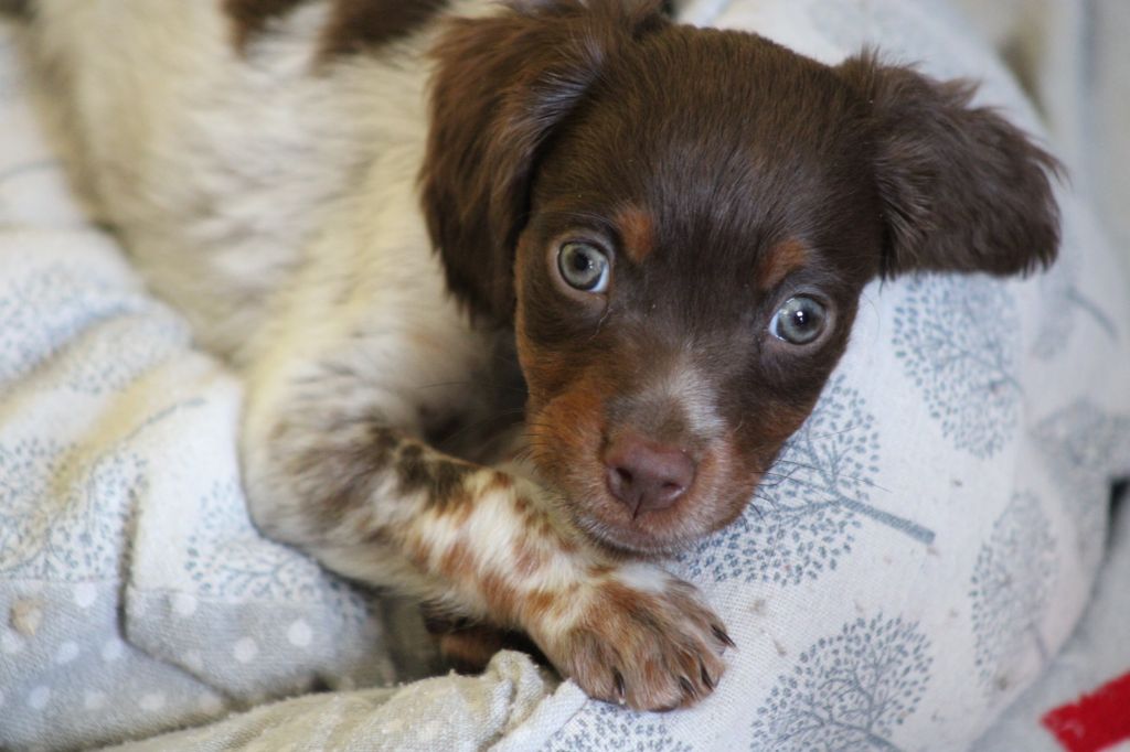 Toto De La Vallée De La Py