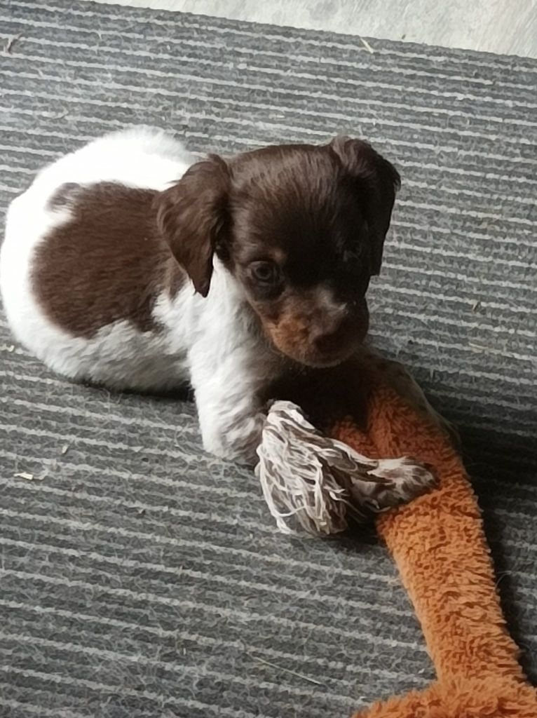 Toto De La Vallée De La Py