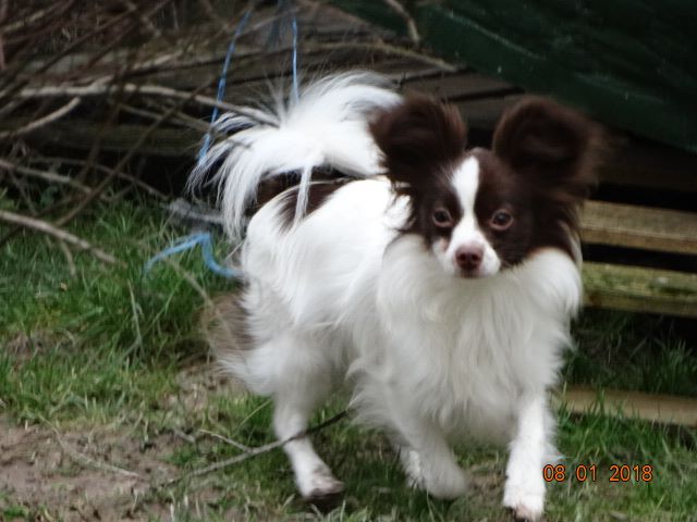 Mirabelle De La Vallée De La Py