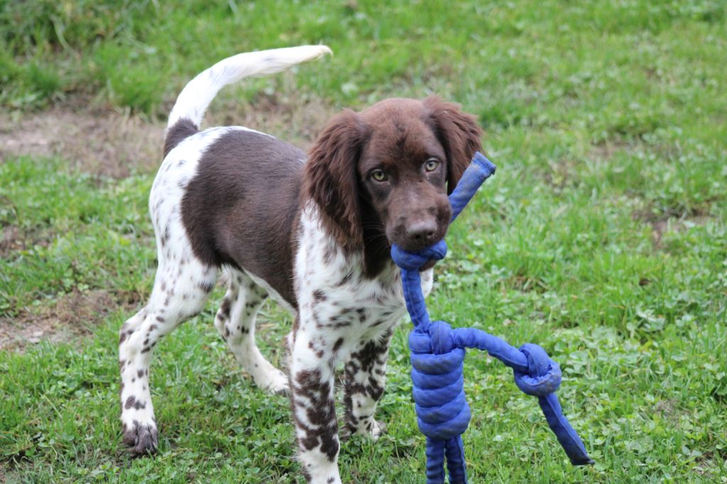 Alpha De La Vallée De La Py