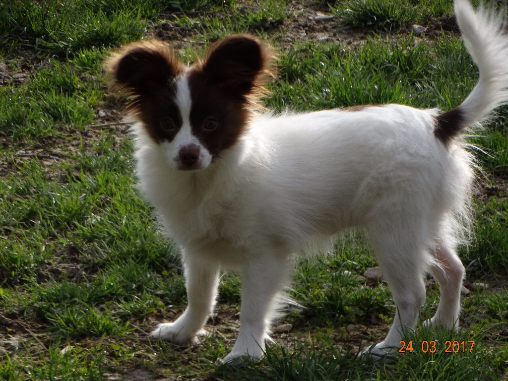 Mirabelle De La Vallée De La Py