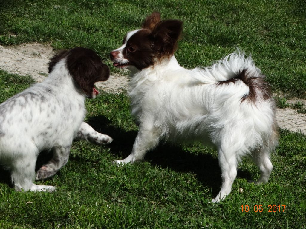 Mirabelle De La Vallée De La Py