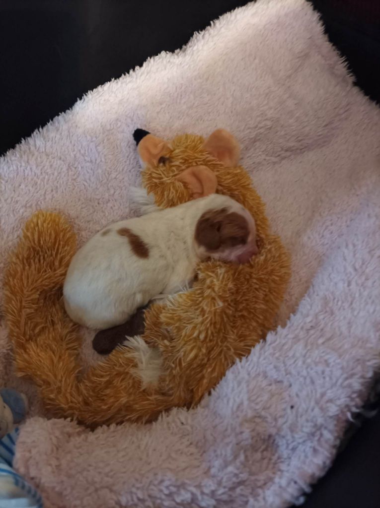 Tcho De La Vallée De La Py