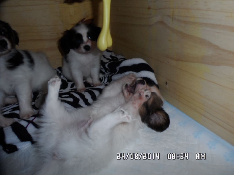 Jepp De La Vallée De La Py