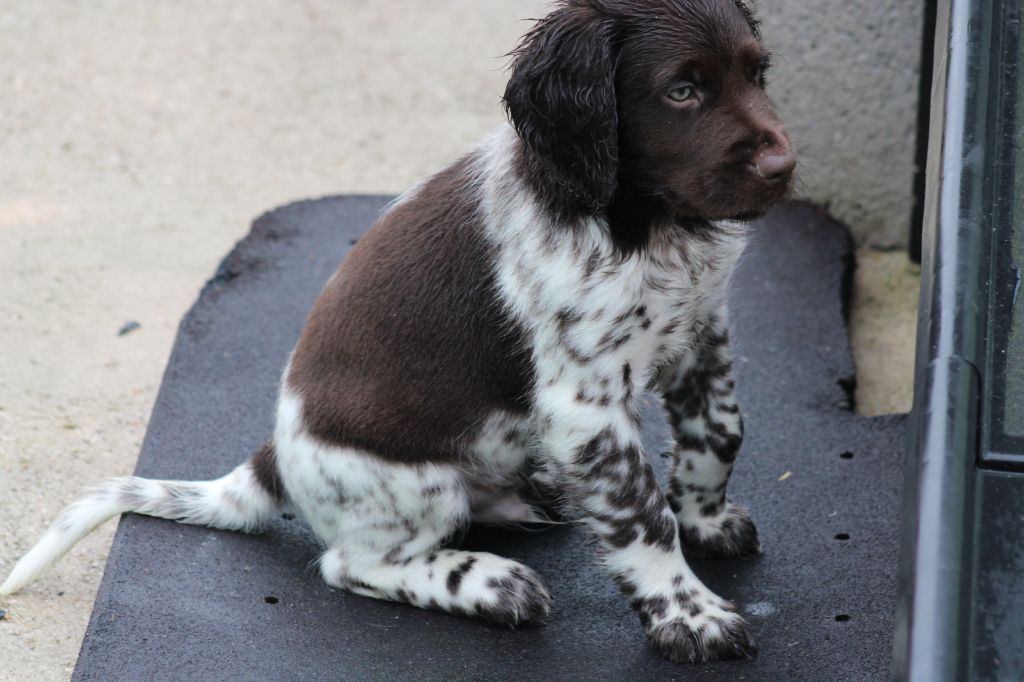 Alpha De La Vallée De La Py