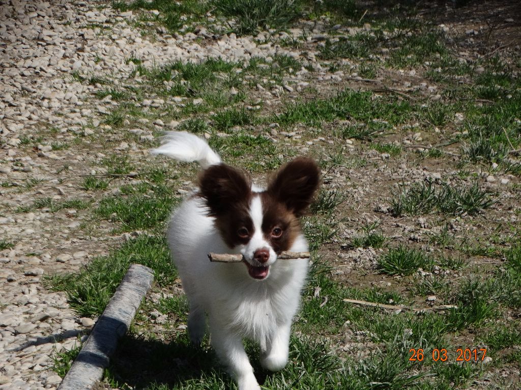 Mirabelle De La Vallée De La Py