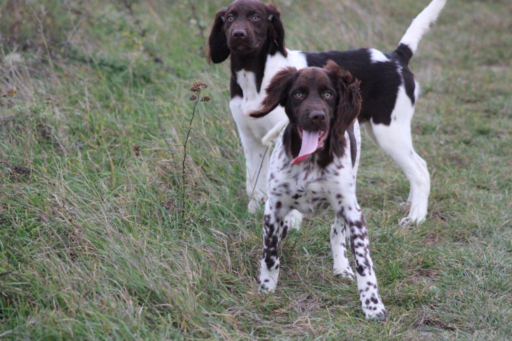 Alpha De La Vallée De La Py