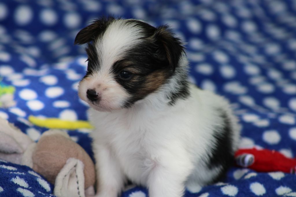 Ricky De La Vallée De La Py