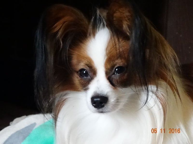 Jepp De La Vallée De La Py