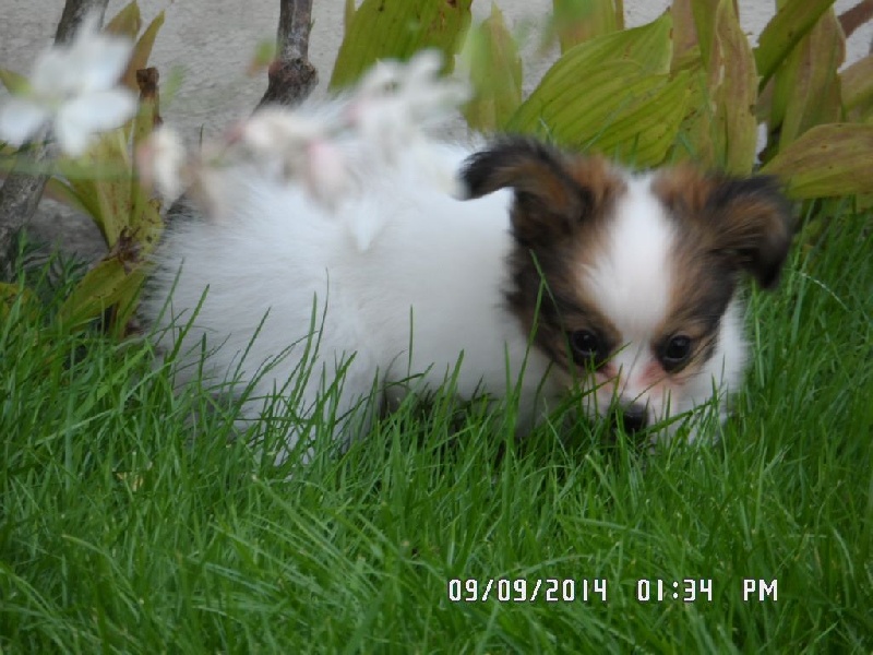 Jepp De La Vallée De La Py