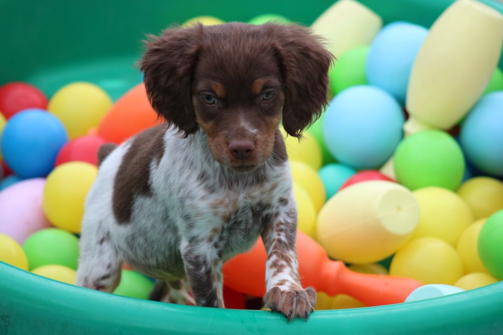 Toto De La Vallée De La Py