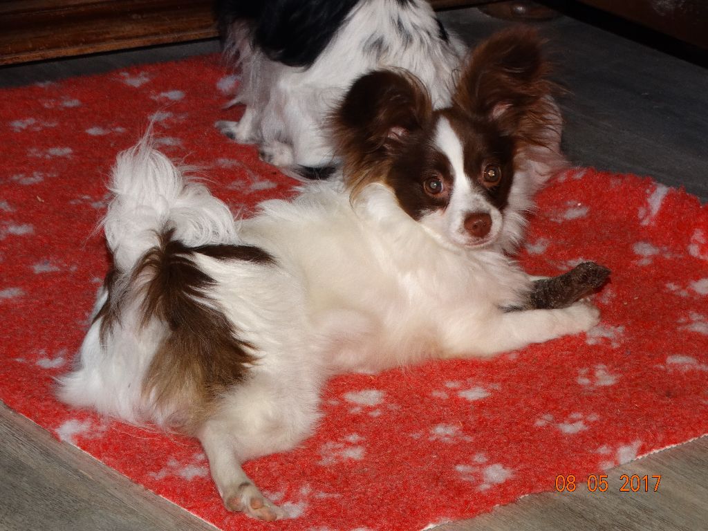 Mirabelle De La Vallée De La Py