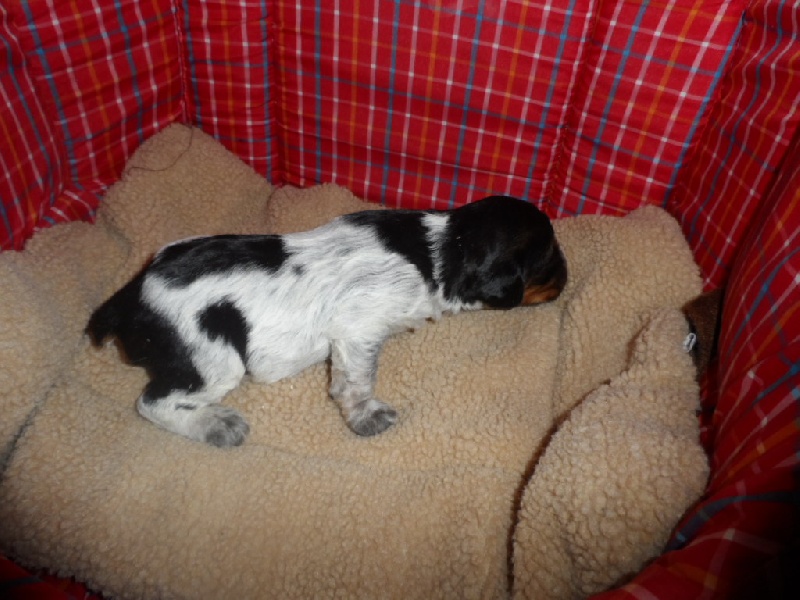 Harper De La Vallée De La Py