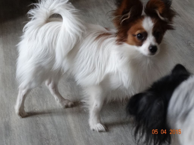 Jepp De La Vallée De La Py