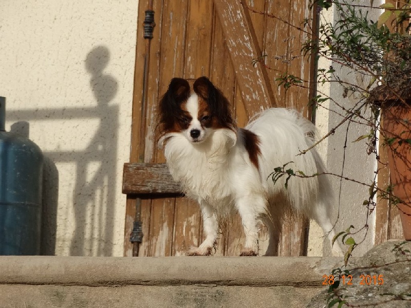 Jepp De La Vallée De La Py