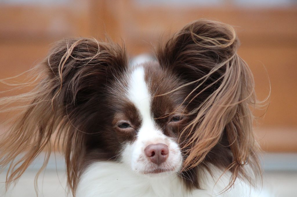 Mirabelle De La Vallée De La Py