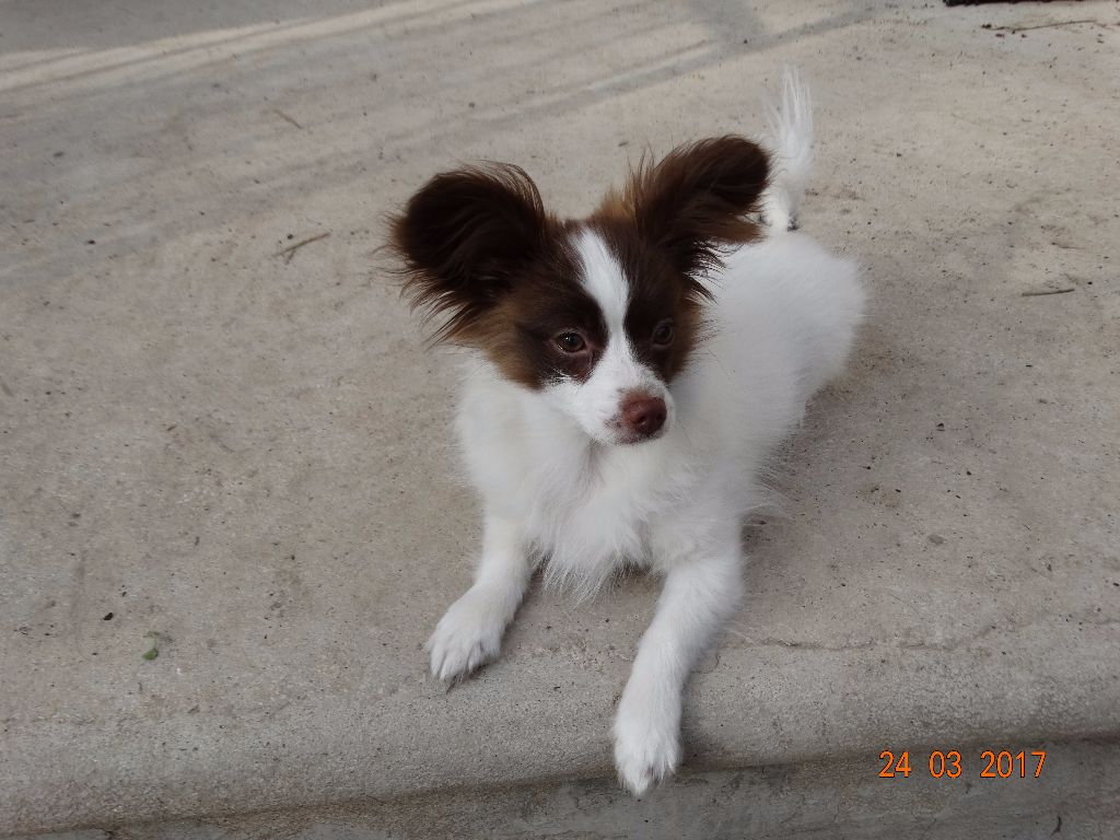 Mirabelle De La Vallée De La Py