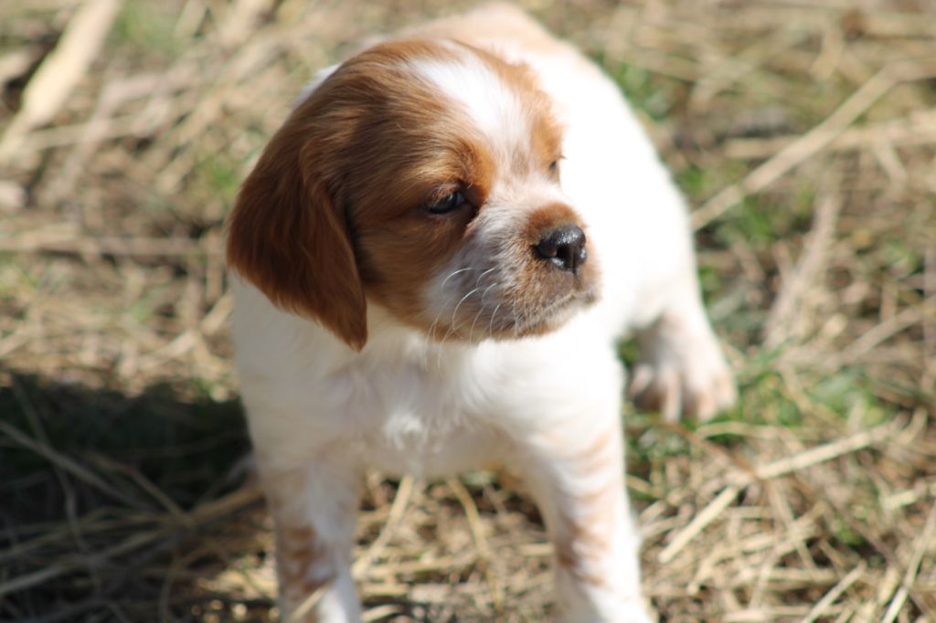 Artus De La Vallée De La Py