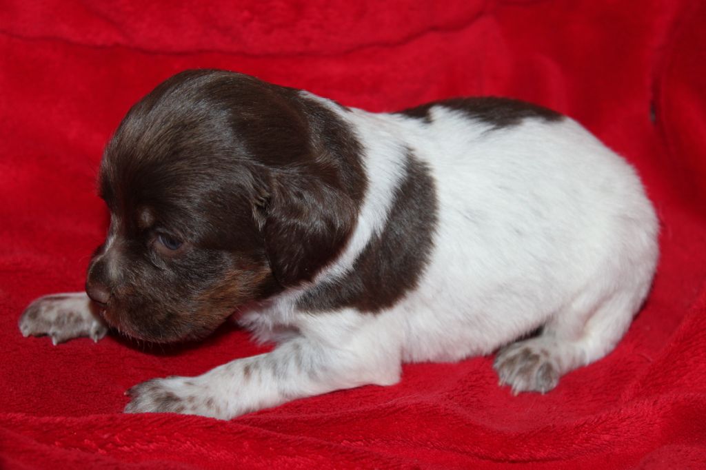 Toto De La Vallée De La Py