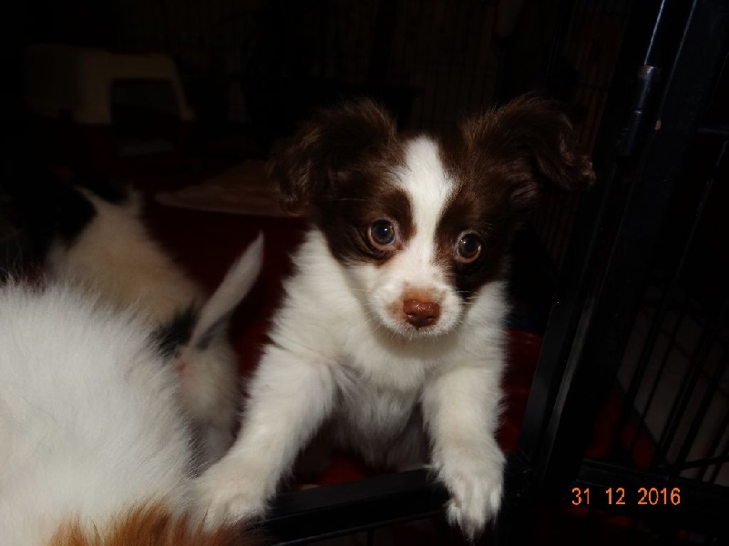 Mirabelle De La Vallée De La Py