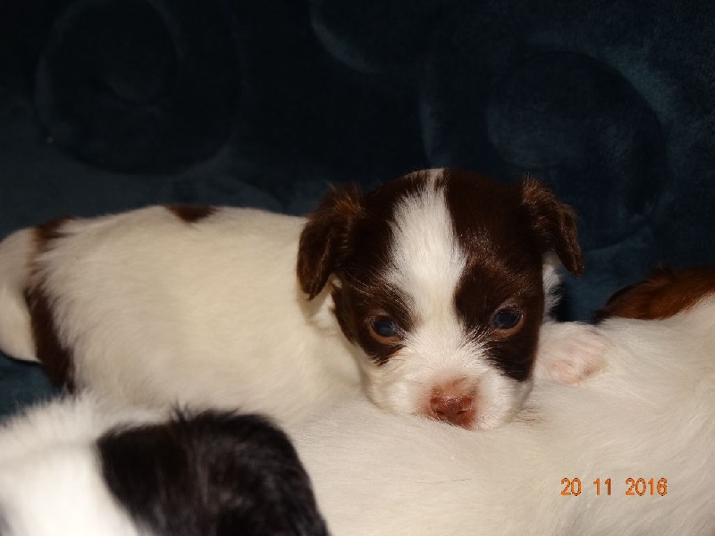 Mirabelle De La Vallée De La Py