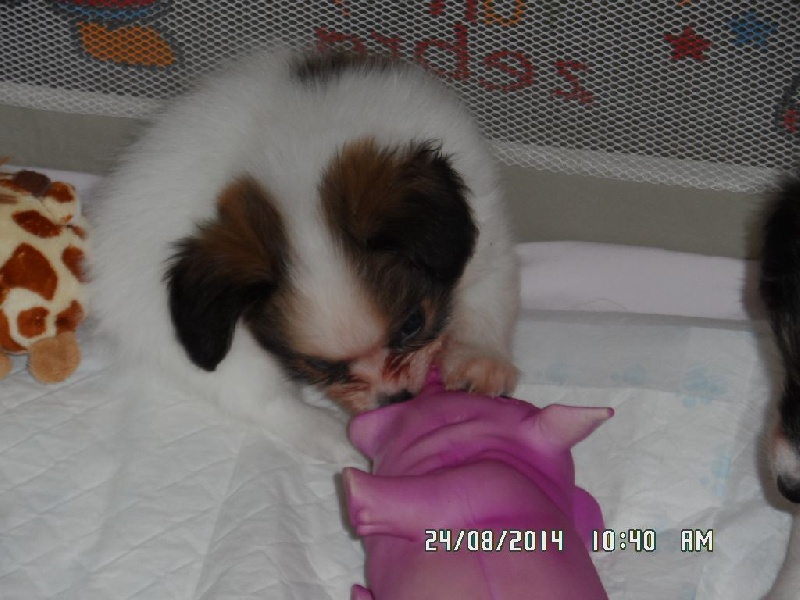 Jepp De La Vallée De La Py