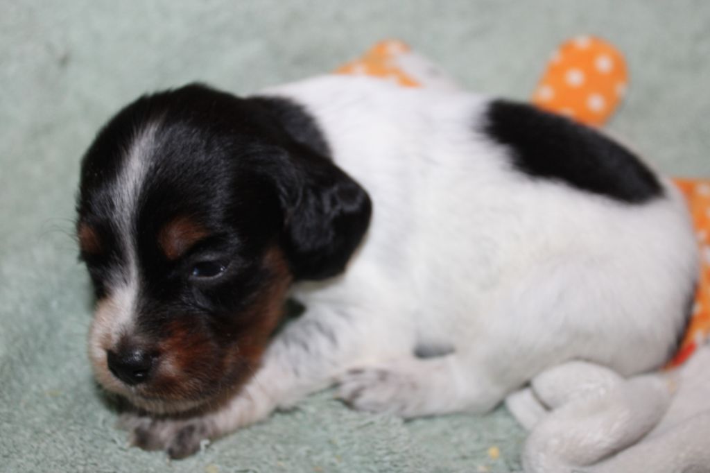 Publication : De La Vallée De La Py