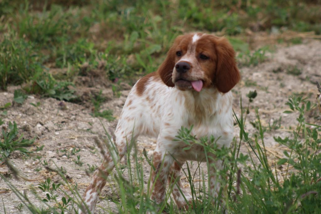 Artus De La Vallée De La Py