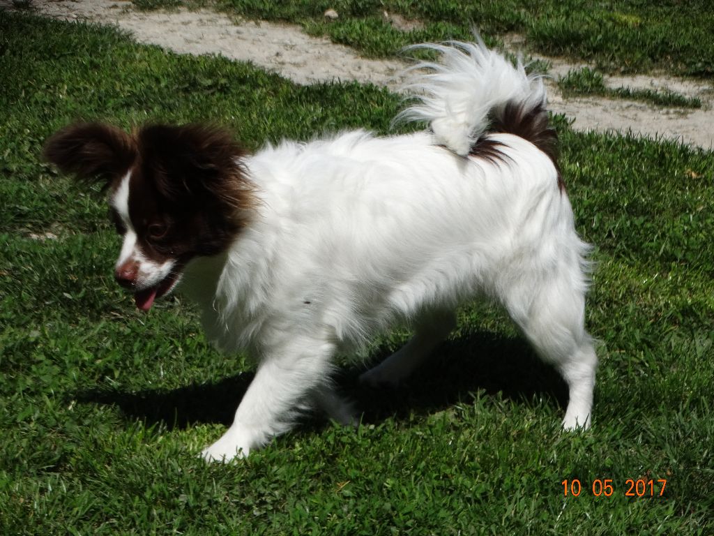 Mirabelle De La Vallée De La Py