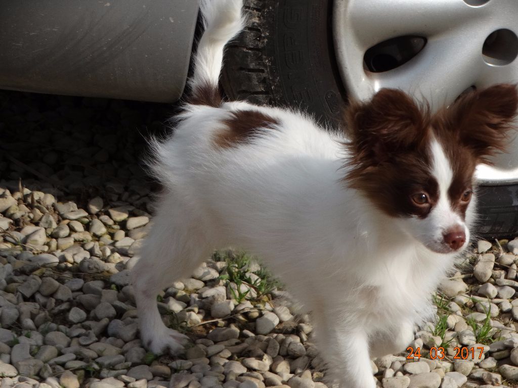 Mirabelle De La Vallée De La Py