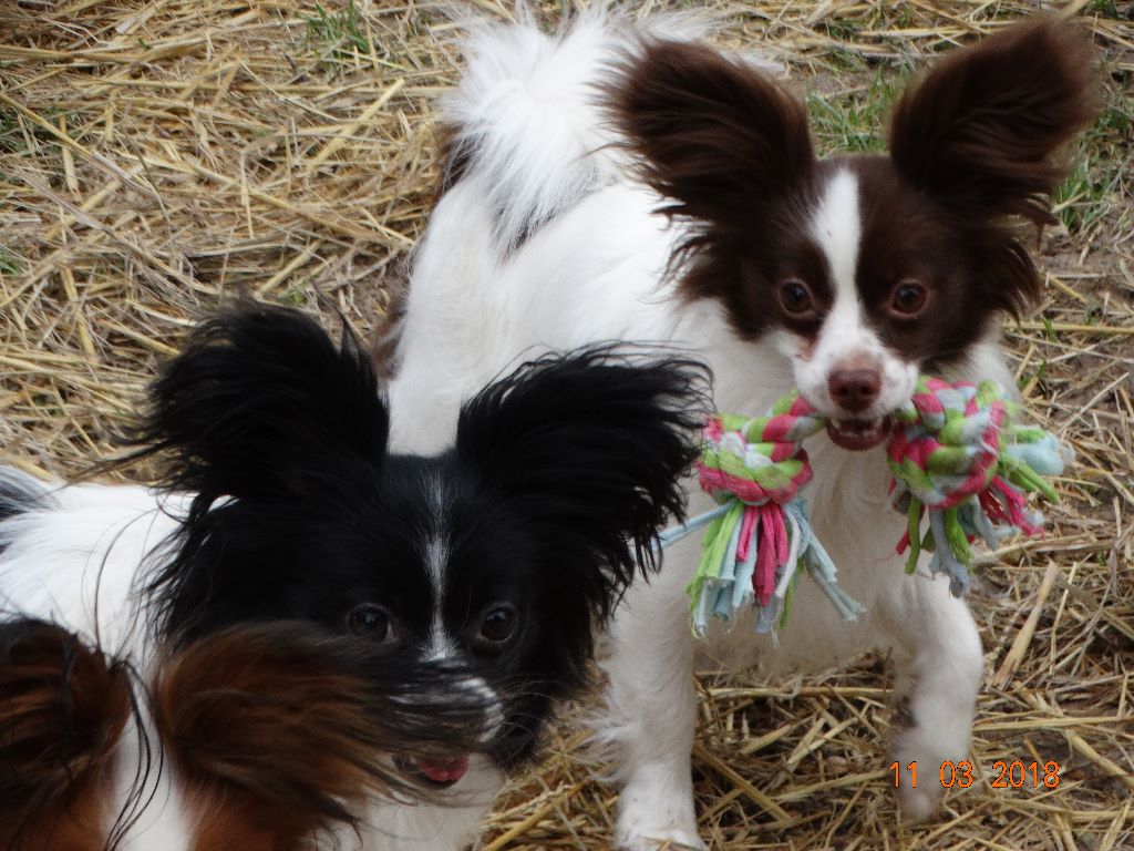 Mirabelle De La Vallée De La Py