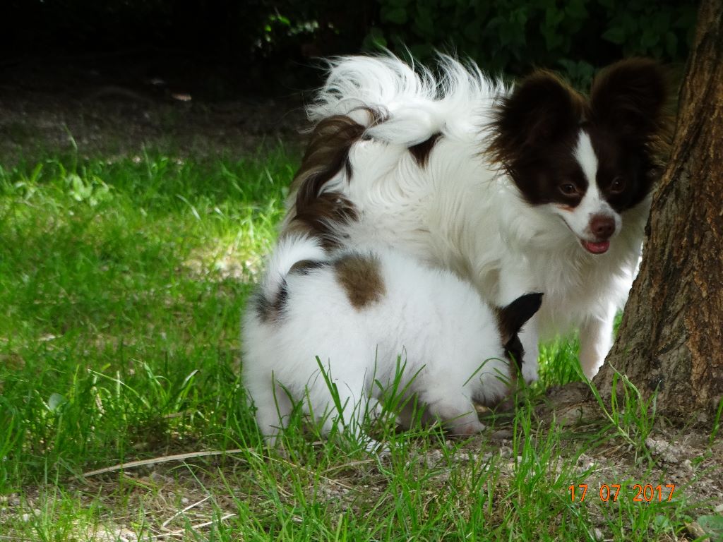 Mirabelle De La Vallée De La Py