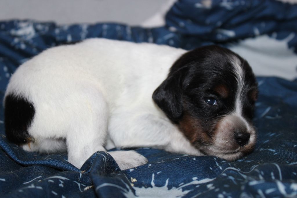 Publication : De La Vallée De La Py