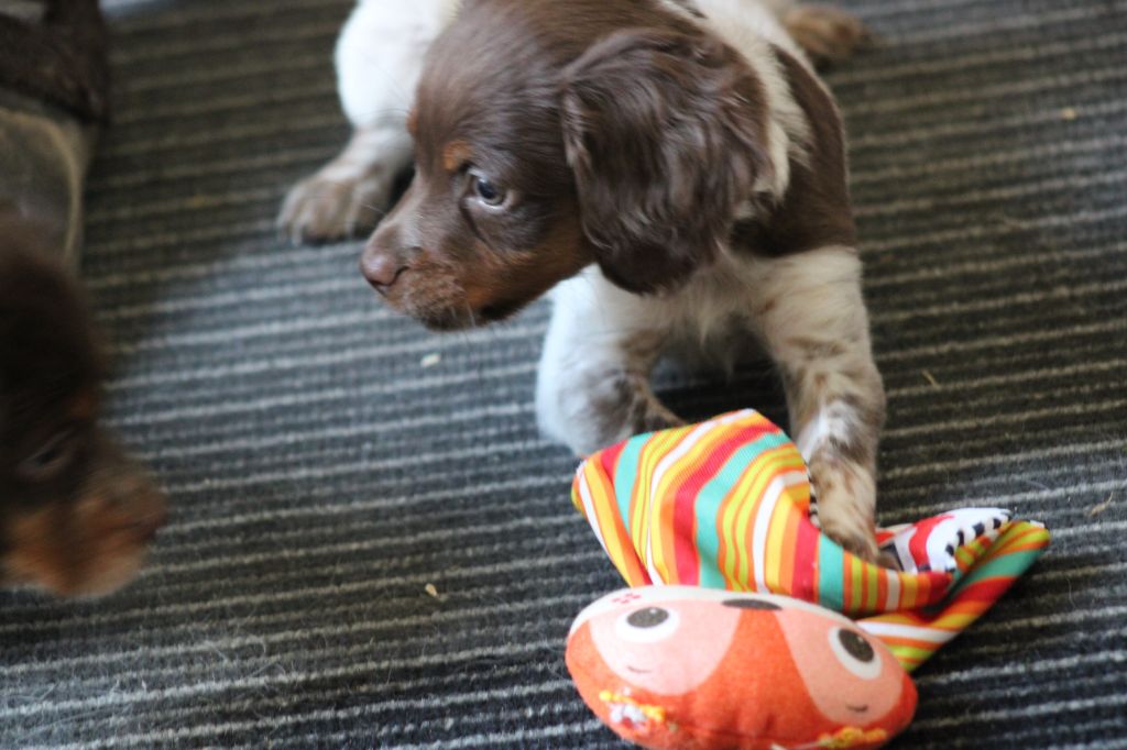 Toto De La Vallée De La Py