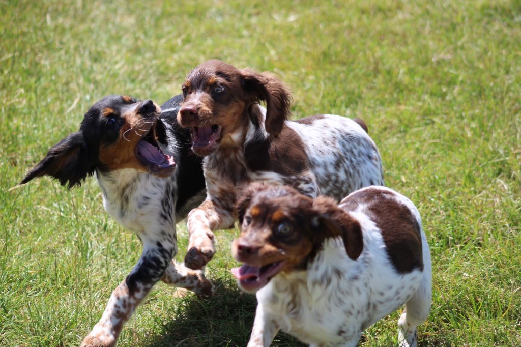 Toto De La Vallée De La Py